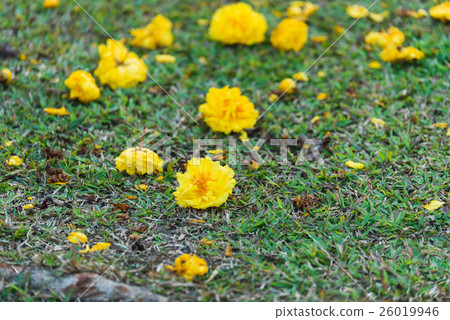 Tabebuia chrysotricha yellow flower on green field 26019946