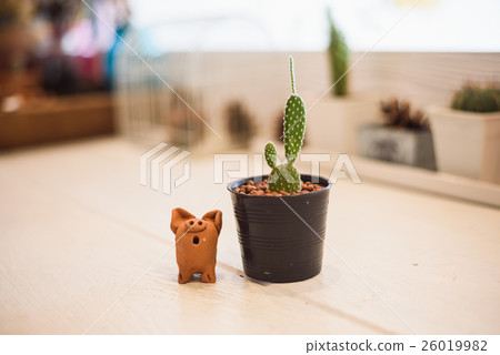 cactus flower 26019982