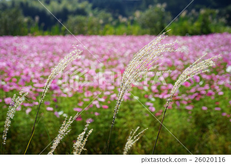 Japanese pampas grass and cosmos Japanese pampas grass and cosmos 26020116