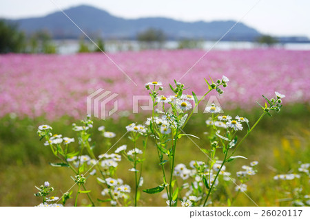 開花在路旁的魚 開花在路旁的魚 26020117