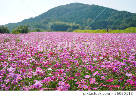  宇宙領域 26020118