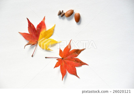 楓樹和蘑菇 26020121