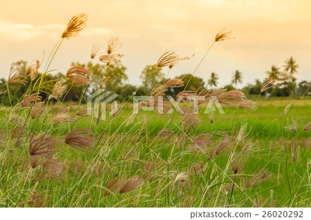 Grass with flowers 26020292