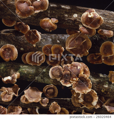 Mushroom wood growing 26020464