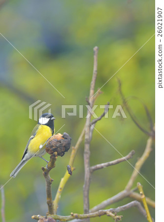 Great tit on a tree Great tit on a tree 26021907