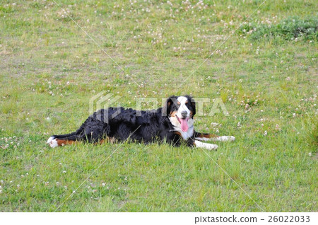 河床Barneys山狗 26022033