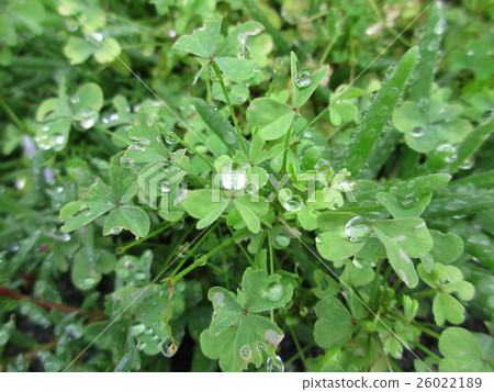 Grass and water drops Grass and water drops 26022189