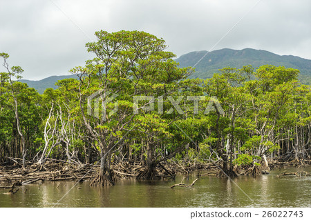 Iriomote Island Mangrove forest (Nakagawa River upstream) 26022743