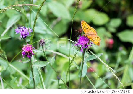 a butterfly "silver-washed fritillary" 26022928