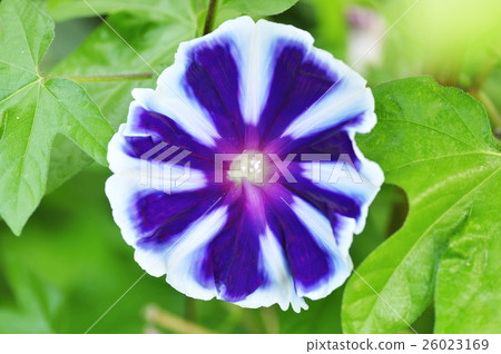 喇叭花 喇叭花 26023169