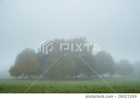 Fog in autumn park. Fog in autumn park. 26023269