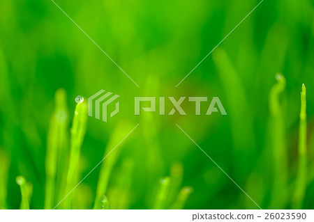 Dew (18) Dew (18) 26023590