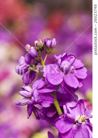 stock stock 26023749