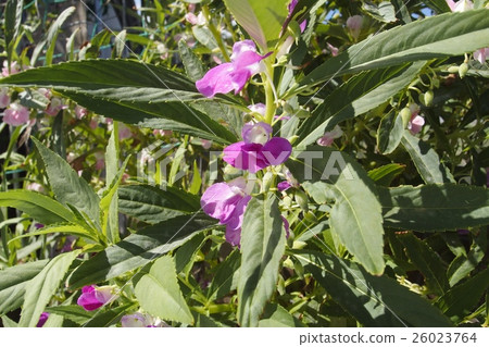 花園香脂 26023764