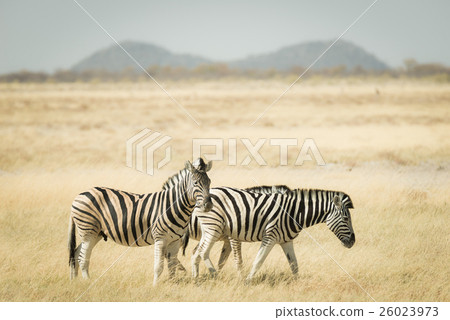 Herd of Zebras grazing in the bush 26023973