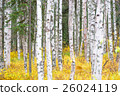 White birch and yellow leaves 26024119