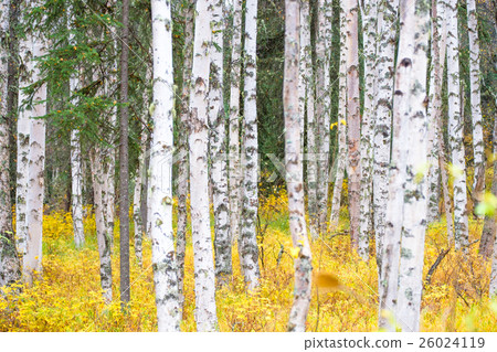 白樺和黃色葉子 26024119