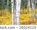 White birch and yellow leaves 26024120