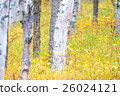 White birch and yellow leaves 26024121