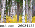 White birch and yellow leaves 26024122