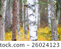 White birch and yellow leaves 26024123