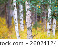 White birch and yellow leaves 26024124
