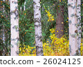 White birch and yellow leaves 26024125