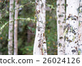 White birch and yellow leaves 26024126