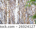 White birch and yellow leaves 26024127