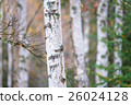 White birch and yellow leaves 26024128
