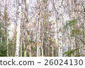 White birch and yellow leaves 26024130