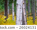 White birch and yellow leaves 26024131