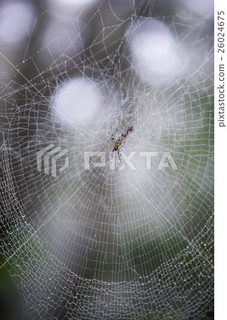 Nephila Clavata, Jorou Spider, common in Japan Nephila Clavata, Jorou Spider, common in Japan 26024675