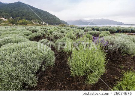 Lavender field at Oishi Park, Kawaguchiko Lake Lavender field at Oishi Park, Kawaguchiko Lake 26024676