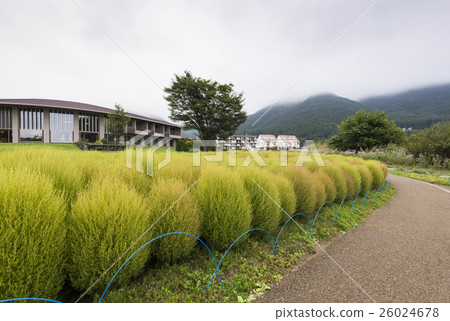 Kokia tumble weed at Oishi park, Lake Kawaguchiko Kokia tumble weed at Oishi park, Lake Kawaguchiko 26024678