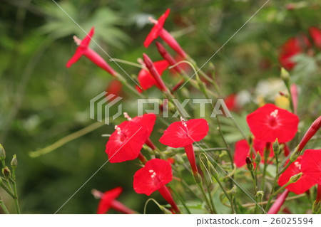 花蕾 花蕾 26025594