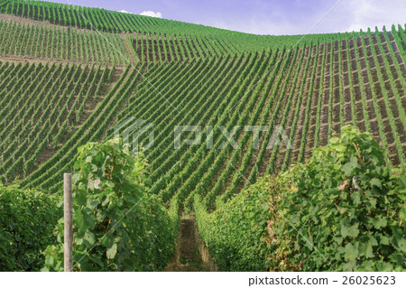 Wine field 26025623