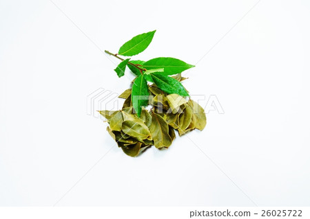 草本背景材料 - 芬芳桂冠和乾燥葉子的分支多個·白色後面橫向位置 26025722