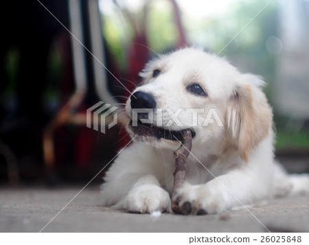 young small cute lovely compact size puppy dog young small cute lovely compact size puppy dog 26025848