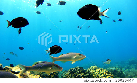 沖繩Akajima的水下攝影 26026447