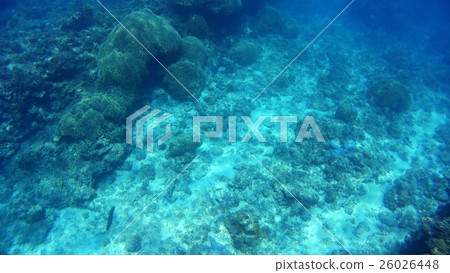 沖繩Akajima的水下攝影 26026448