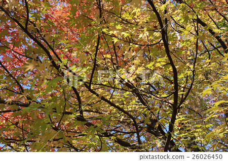 Autumn leaves Autumn leaves 26026450
