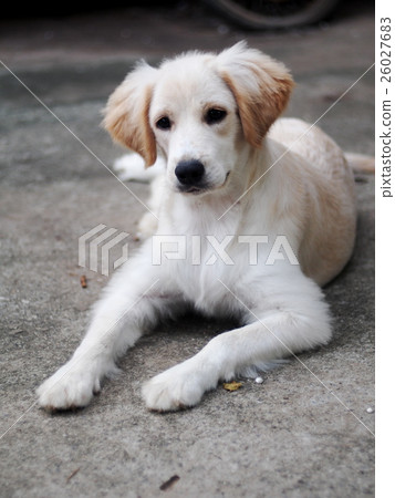cute lovely compact size crossbreed puppy dog 26027683