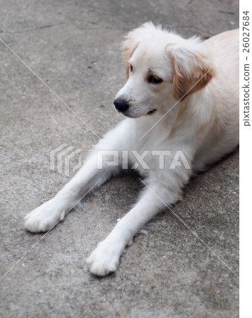 cute lovely compact size crossbreed puppy dog 26027684