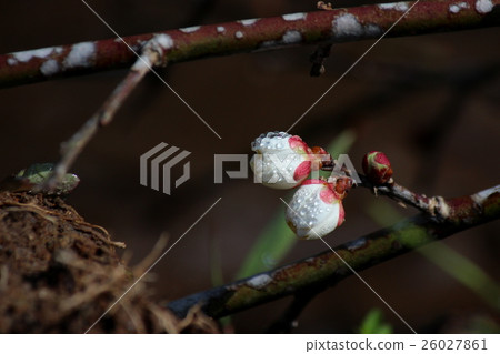 白梅花芽 26027861