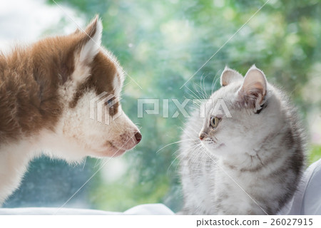 Beautiful smiling cat Beautiful smiling cat 26027915