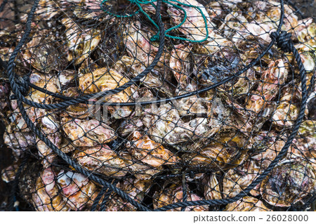 live oysters catched from the sea 26028000