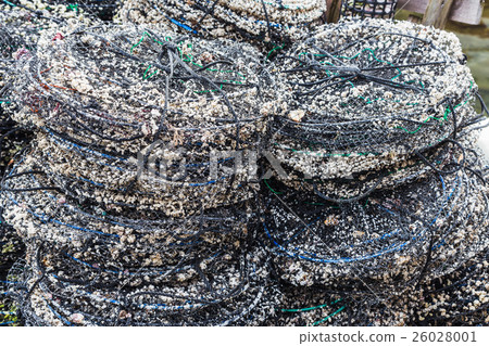 Empty oyster nets in fisherman village 26028001