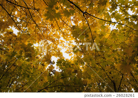 Autumn maple leaves in the park 26028261