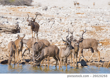 Herd of Kudu drinking from waterhole 26028268
